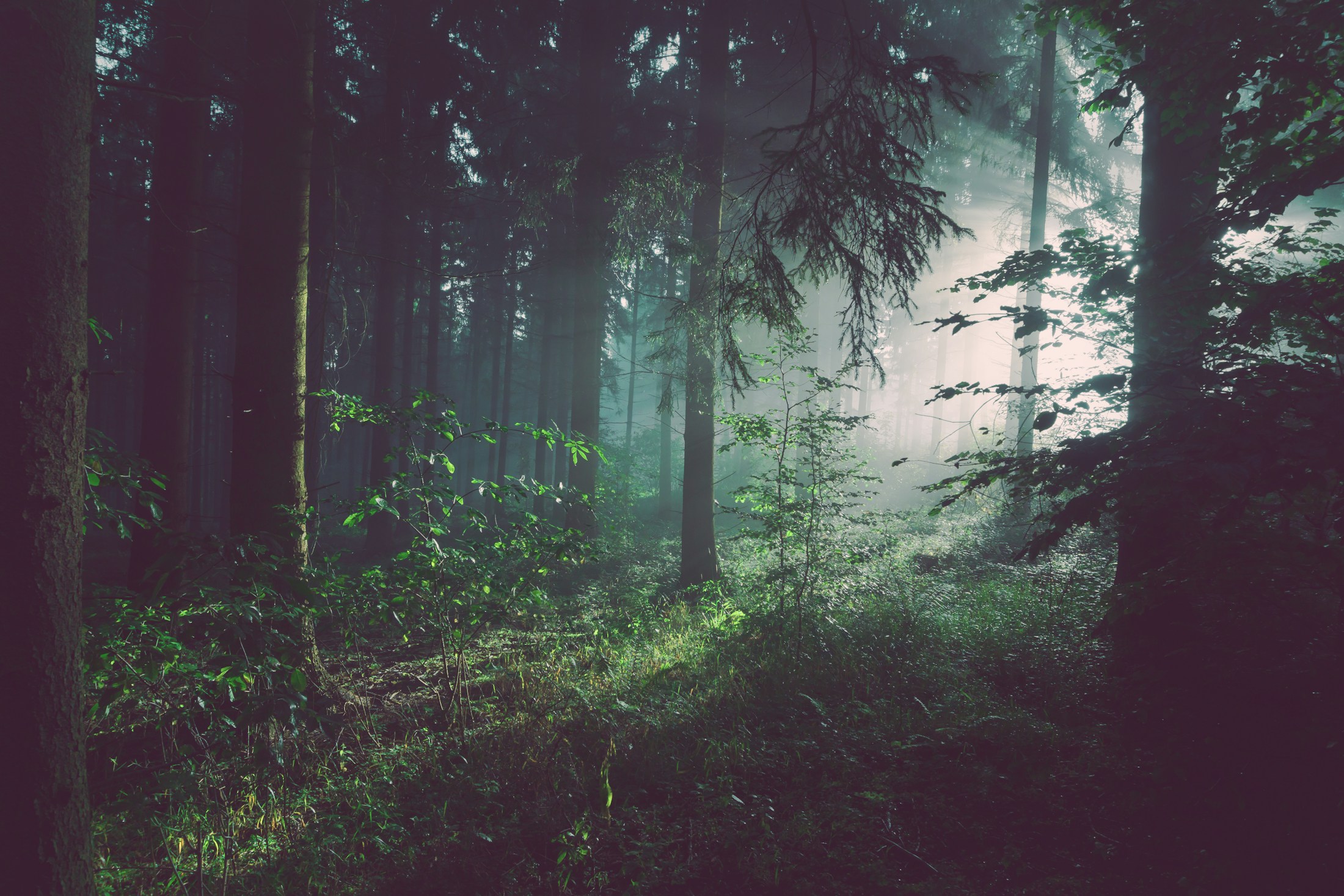 Une forêt traversée de lumière